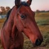 Domestic Horse Standing In Paddock In Farm paint by numbers