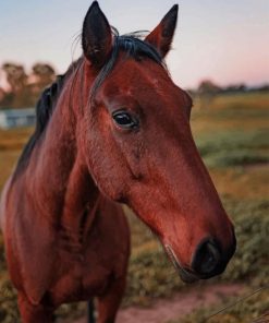 Domestic Horse Standing In Paddock In Farm paint by numbers