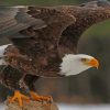 Bald Brown Eagle paint by numbers