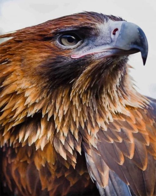 Eagle Portrait paint by numbers