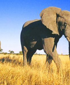 Elephant Mother With Her Cub In Africa paint by numbers