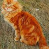 Fluffy Ginger Cat paint by numbers