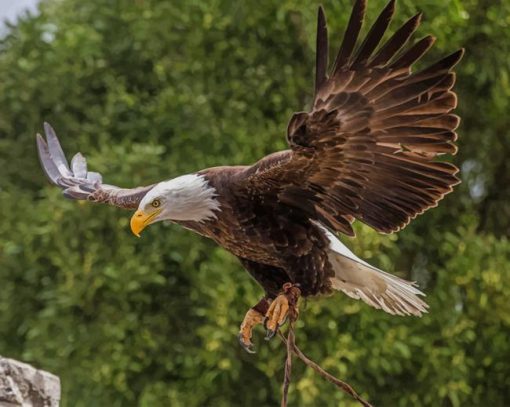 Flying Eagle paint by numbers