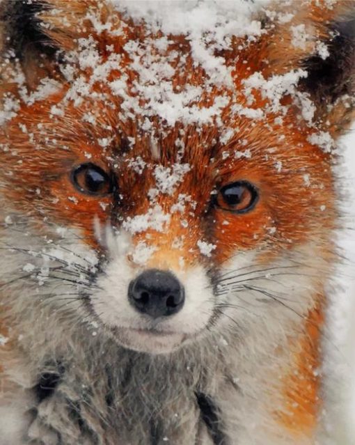 Fox Covered In Snow paint by numbers