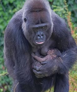 gorilla and her baby paint by numbers