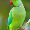 Indian Green Parrot paint by numbers