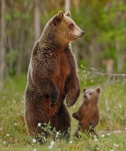 Grizzly Bear And Cub paint by numbers