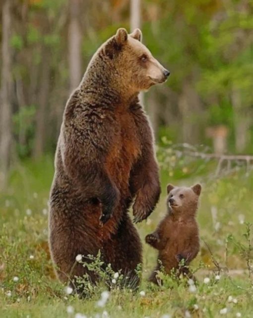 Grizzly Bear And Cub paint by numbers