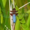 Libellula Depressa Dragonfly On Green Plant paint by numbers