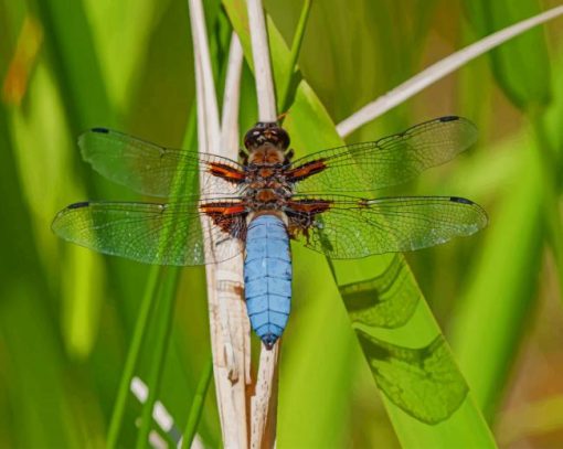 Libellula Depressa Dragonfly On Green Plant paint by numbers