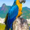 Blue Macaw Parrot paint by number paint by numbers