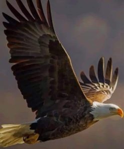 Majestic Bald Eagle Flying paint by numbers