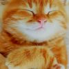 Cute Orange Cat paint by numbers