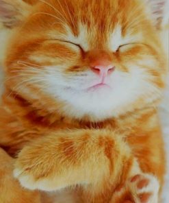 Cute Orange Cat paint by numbers