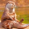 Otter Sitting On A Rock paint by numbers