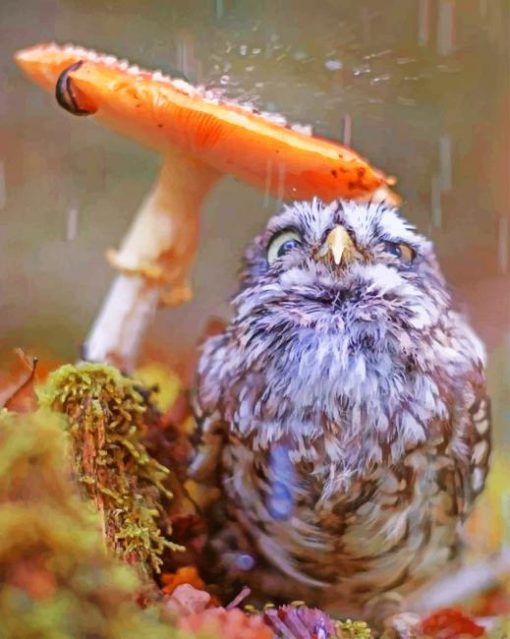 Owl Hiding From The Rain paint by numbers