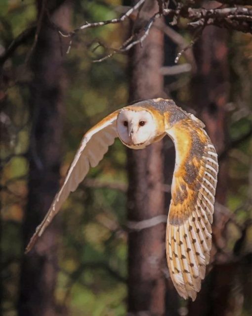 Barn Owl Flying paint by numbers