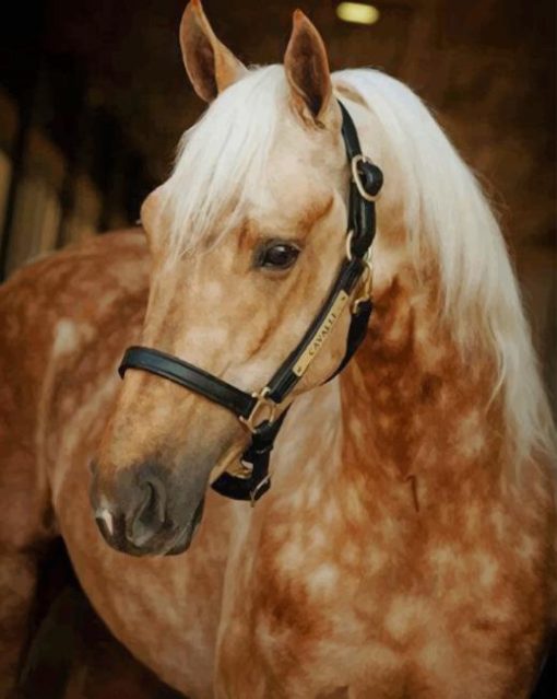 Palomino Horse paint by numbers