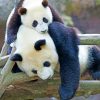 Baby Panda With Mummy paint by numbers