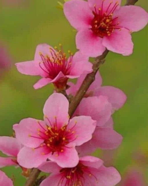 Peach Blossom Flower paint by numbers