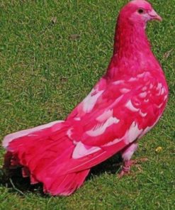 Pink Fancy Pigeon paint by numbers