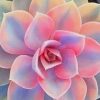 Pink Succulent Plant paint by numbers