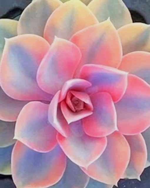 Pink Succulent Plant paint by numbers