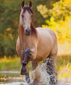 Golden Horse paint by numbers