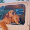 Puppies In Car paint by numbers