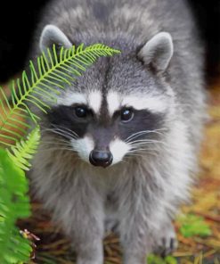 Raccoon Animal paint by numbers