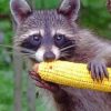 Raccoon Eating Corn paint by numbers