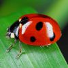 Red And Black Coccinelle paint by numbers