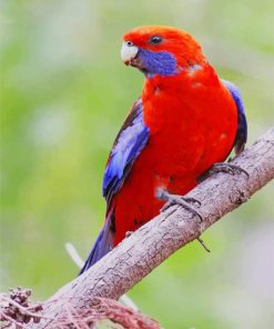 Red Crimson Rosella paint by numbers