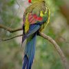 Regent Parrot paint by numbers