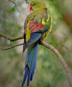 Regent Parrot paint by numbers