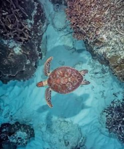 Sea Turtle In The Ocean paint by numbers