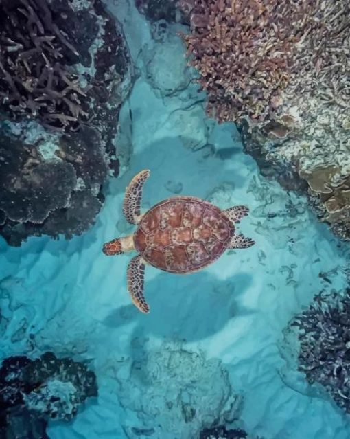 Sea Turtle In The Ocean paint by numbers