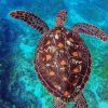 Sea Turtle In Water paint by numbers