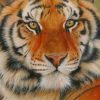 Siberian Tiger paint by numbers