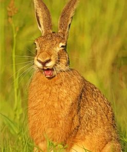 Smiling Rabbit paint by numbers