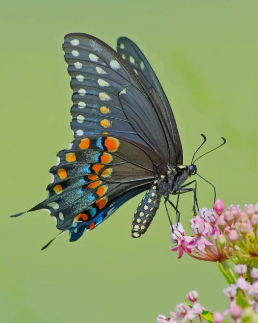 Spicebush Swallowtail paint by numbers