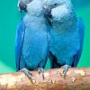 Spix's Macaw paint by numbers