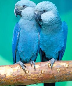 Spix's Macaw paint by numbers