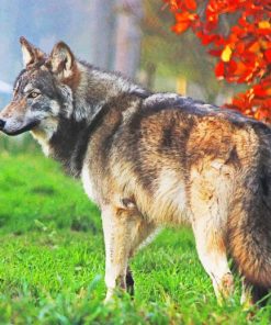 Summer Wolf Curious In Forest paint by numbers