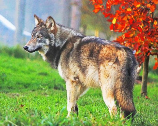 Summer Wolf Curious In Forest paint by numbers