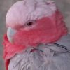 The Pink And Grey Cockatoo paint by numbers