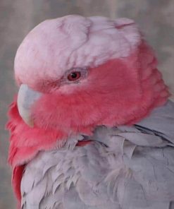 The Pink And Grey Cockatoo paint by numbers