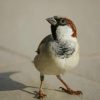 White And Brown Bird On Floor paint by numbers