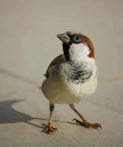 White And Brown Bird On Floor paint by numbers