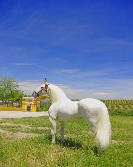 Lipizzan White Horse paint by numbers